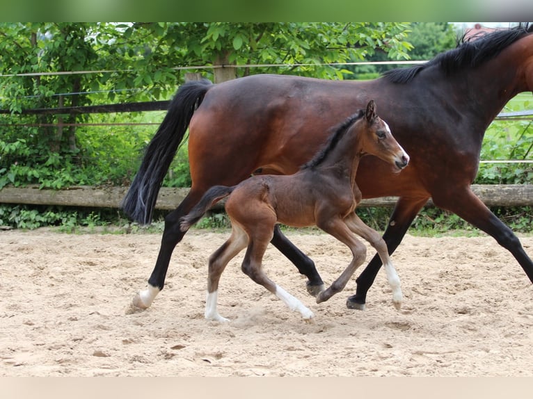 Westphalian Mare  Brown in Ennigerloh