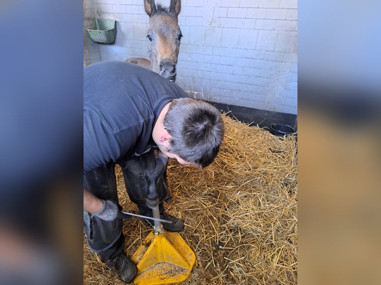 Westphalian Mare  Brown in Freren