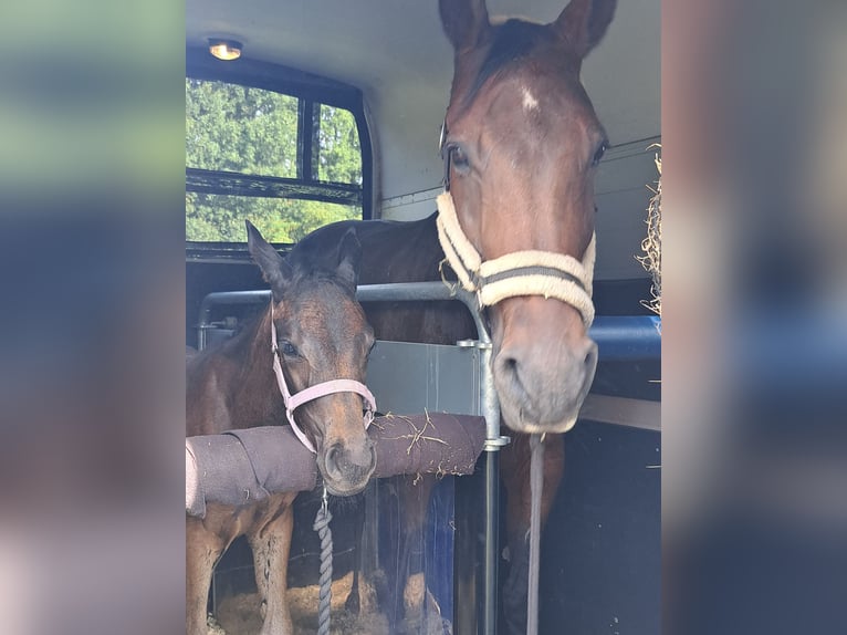Westphalian Mare  Brown in Freren