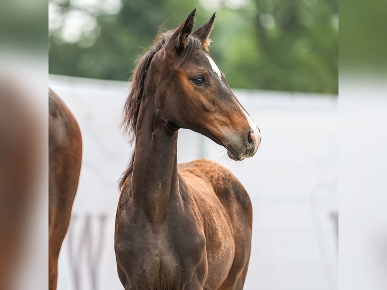 Westphalian Mare Foal (05/2024) Brown in Hagen