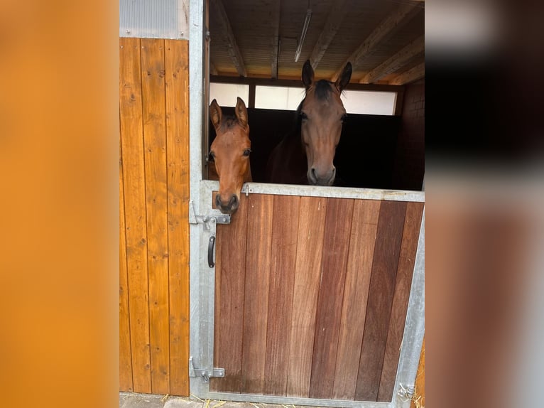 Westphalian Mare Foal (04/2025) Brown in Harsewinkel