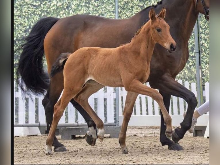 Westphalian Mare Foal (04/2025) Brown in Harsewinkel