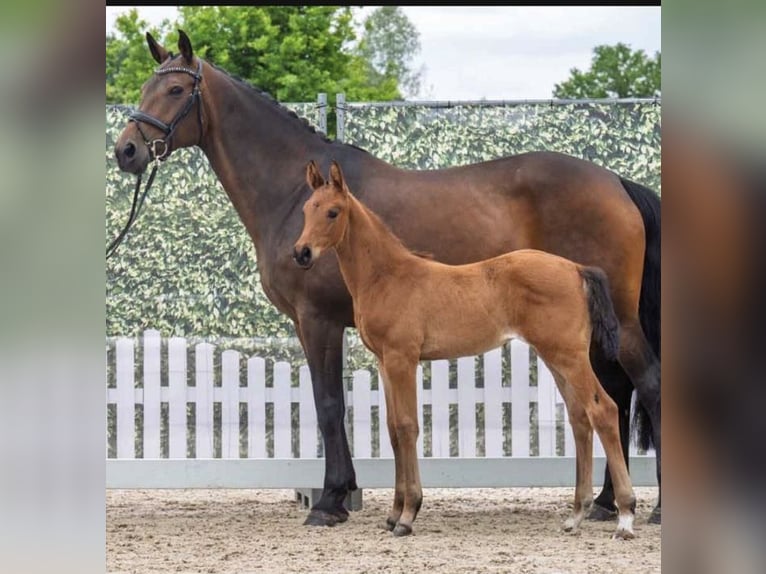 Westphalian Mare Foal (04/2025) Brown in Harsewinkel