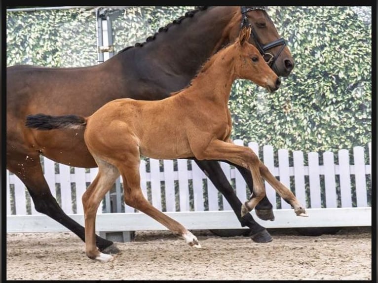 Westphalian Mare Foal (04/2025) Brown in Harsewinkel