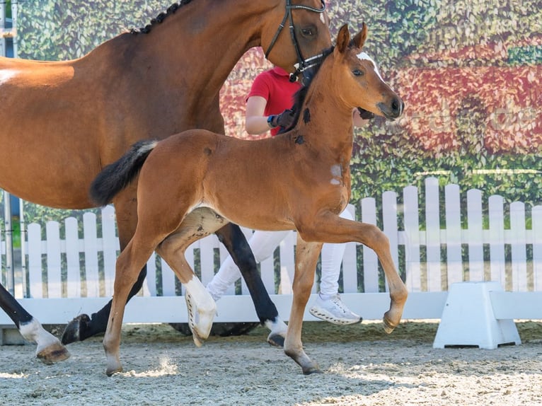 Westphalian Mare Foal (05/2026) Brown in Mnster-Handorf