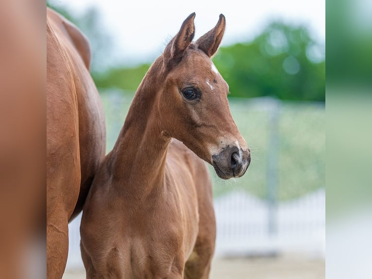 Westphalian Mare Foal (04/2026) Brown in Mnster-Handorf