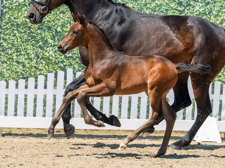 Westphalian Mare Foal (05/2026) Brown in Mnster-Handorf