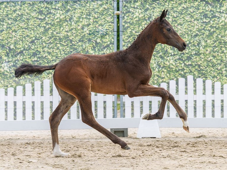 Westphalian Mare Foal (04/2026) Brown in Mnster-Handorf