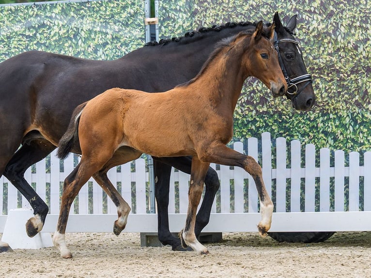 Westphalian Mare Foal (04/2026) Brown in Mnster-Handorf