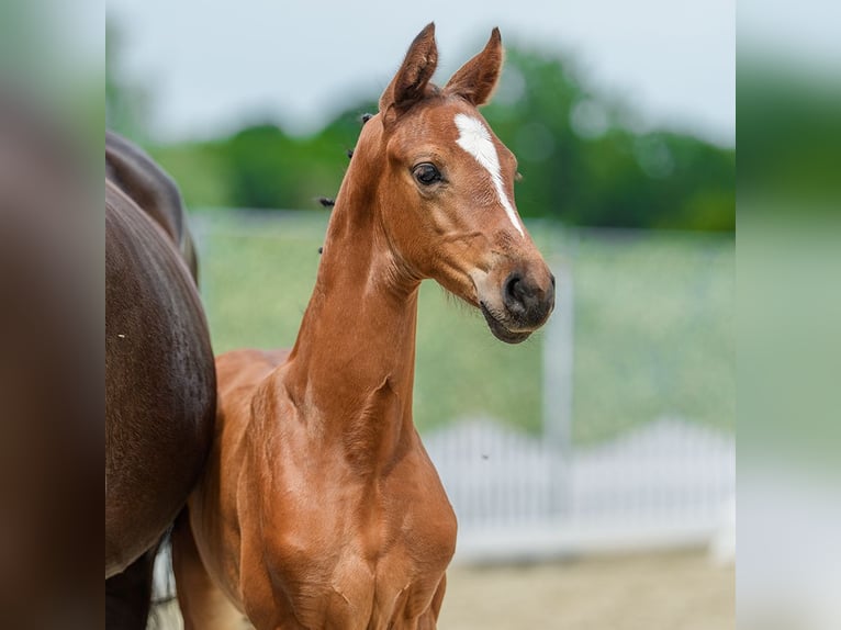 Westphalian Mare Foal (05/2026) Brown in Mnster-Handorf