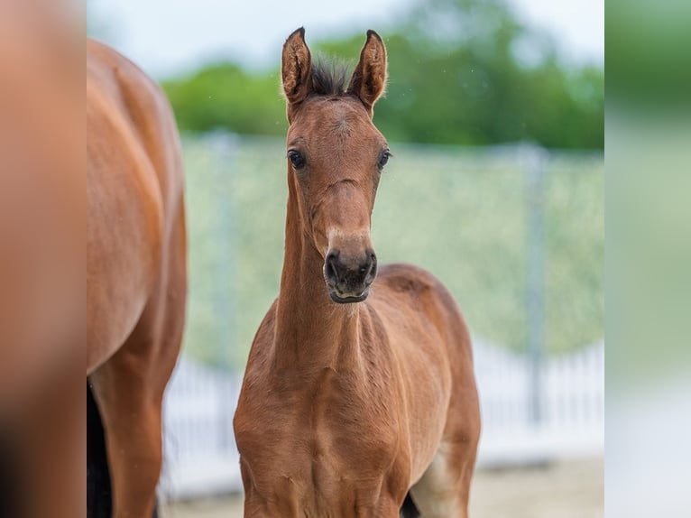 Westphalian Mare Foal (04/2026) Brown in Mnster-Handorf