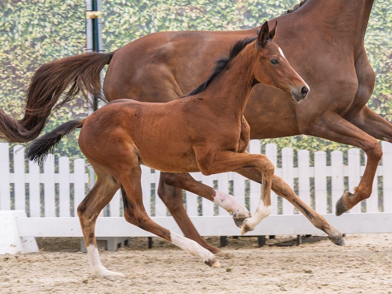 Westphalian Mare Foal (05/2026) Brown in Mnster-Handorf