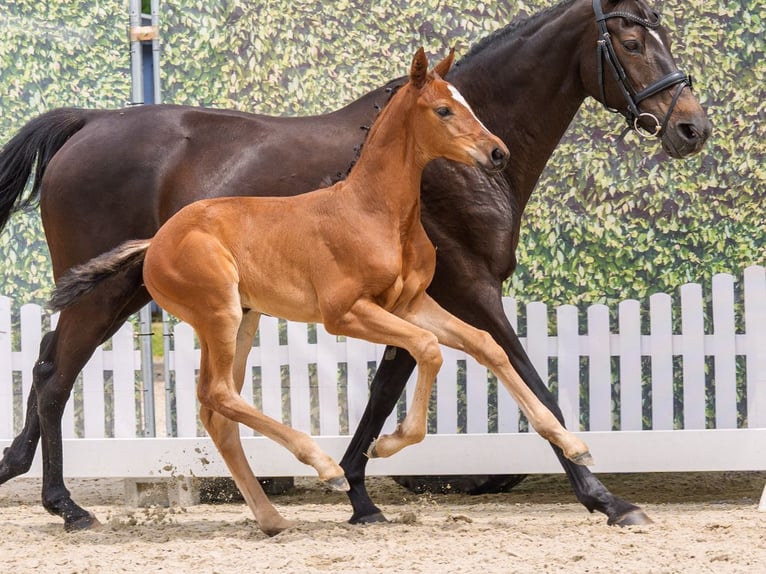 Westphalian Mare Foal (05/2026) Brown in Mnster-Handorf