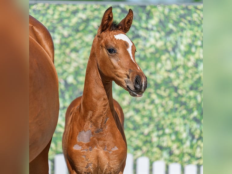 Westphalian Mare Foal (05/2026) Brown in Mnster-Handorf