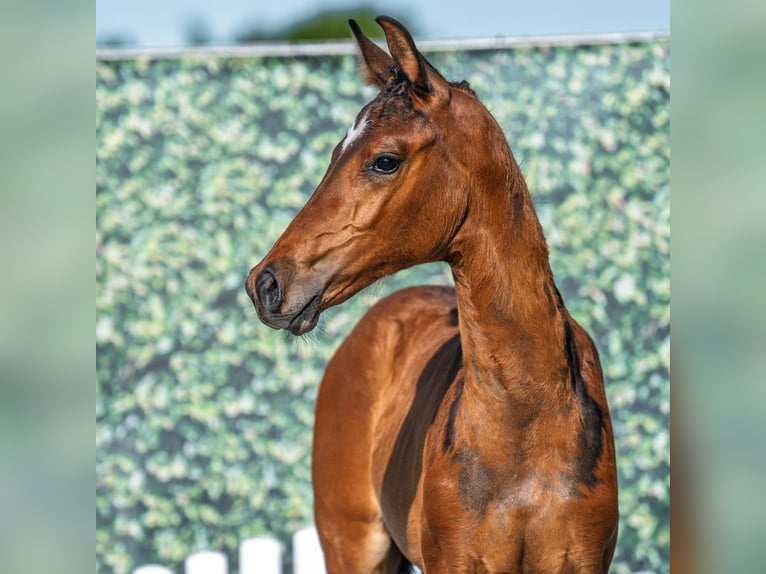 Westphalian Mare Foal (05/2025) Brown in M&#xFC;nster-Handorf