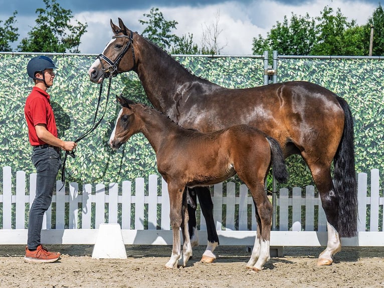 Westphalian Mare  Brown in M&#xFC;nster Handorf