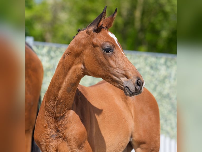 Westphalian Mare  Brown in Münster-Handorf