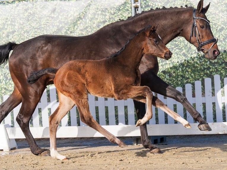 Westphalian Mare Foal (02/2026) Brown in Münster-Handorf