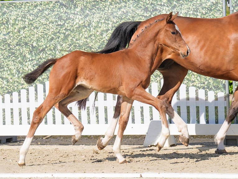 Westphalian Mare  Brown in Münster-Handorf