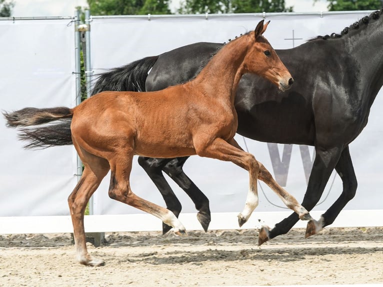 Westphalian Mare Foal (02/2024) Brown in Münster-Handorf