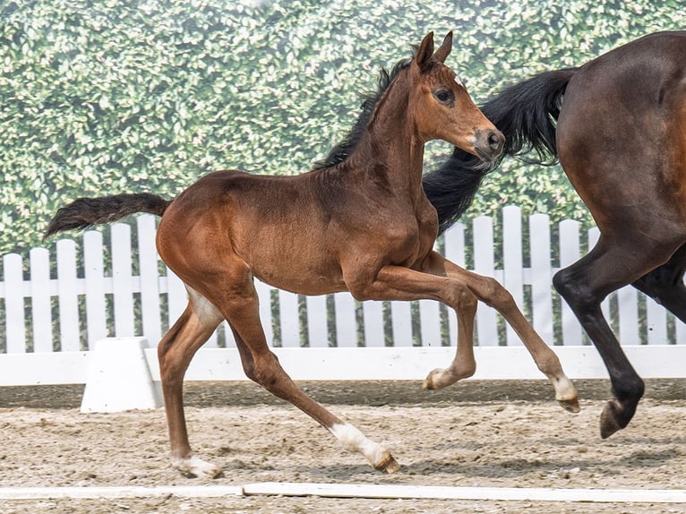 Westphalian Mare  Brown in M&#xFC;nster Handorf