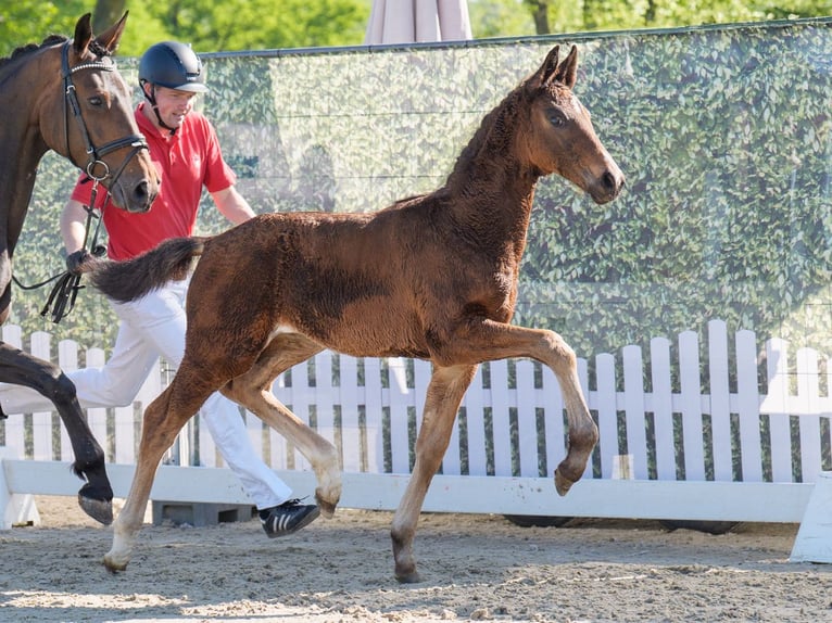 Westphalian Mare  Brown in Münster-Handorf