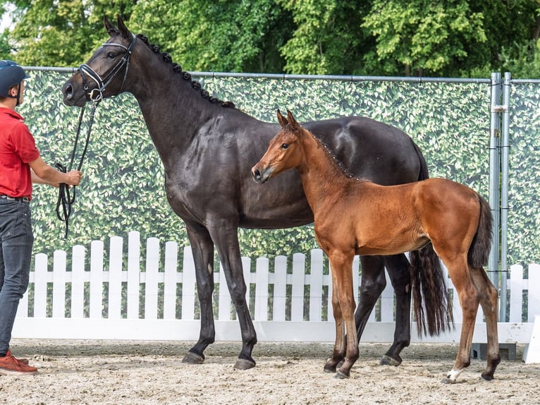 Westphalian Mare  Brown in M&#xFC;nster Handorf