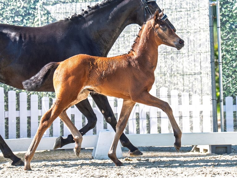 Westphalian Mare  Brown in M&#xFC;nster Handorf