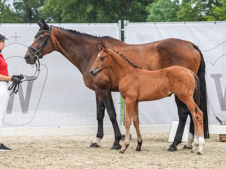 Westphalian Mare Foal (06/2024) Brown in Münster-Handorf