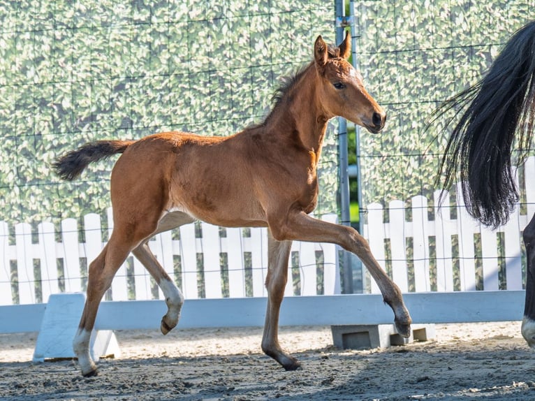Westphalian Mare  Brown in M&#xFC;nster Handorf