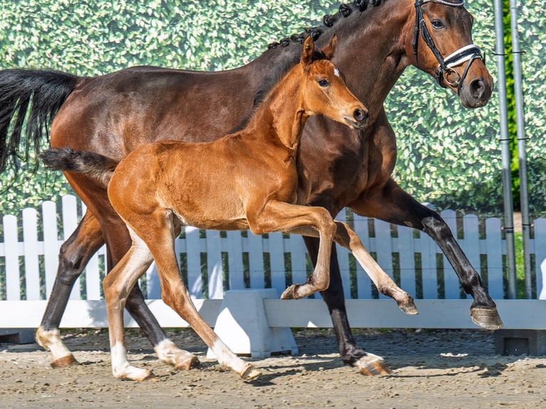 Westphalian Mare  Brown in M&#xFC;nster Handorf