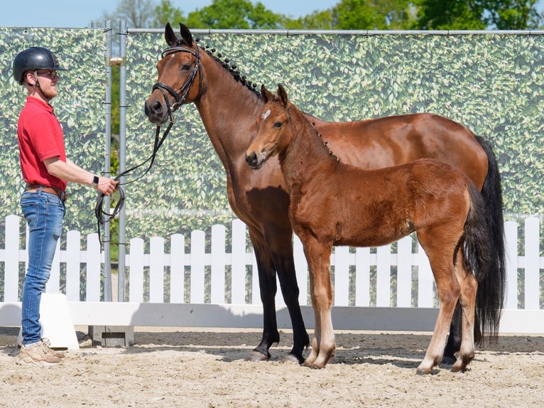 Westphalian Mare  Brown in Münster-Handorf