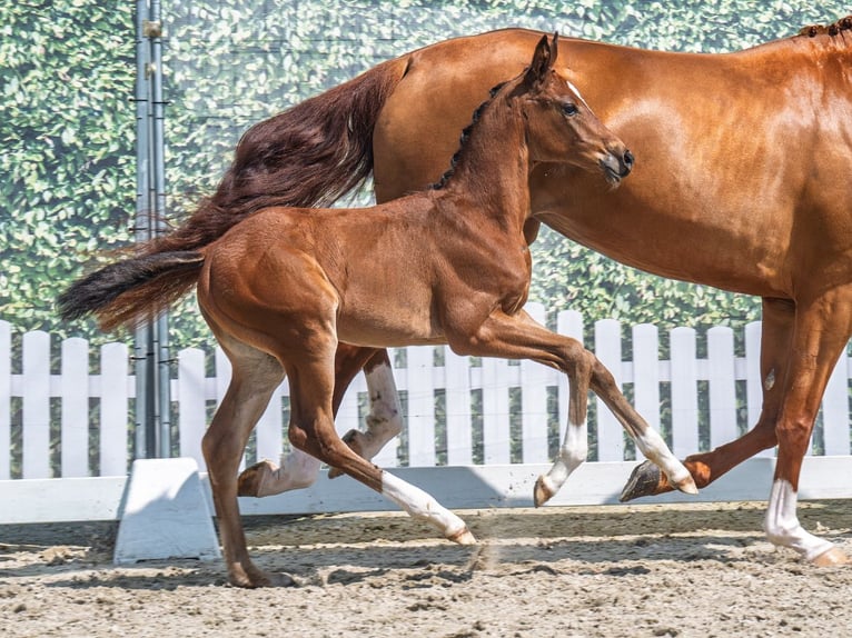 Westphalian Mare  Brown in M&#xFC;nster Handorf