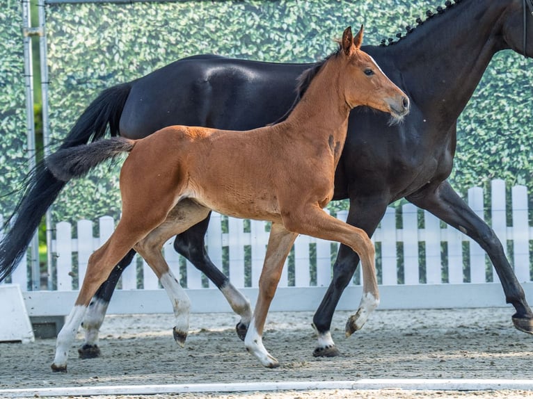 Westphalian Mare  Brown in M&#xFC;nster Handorf