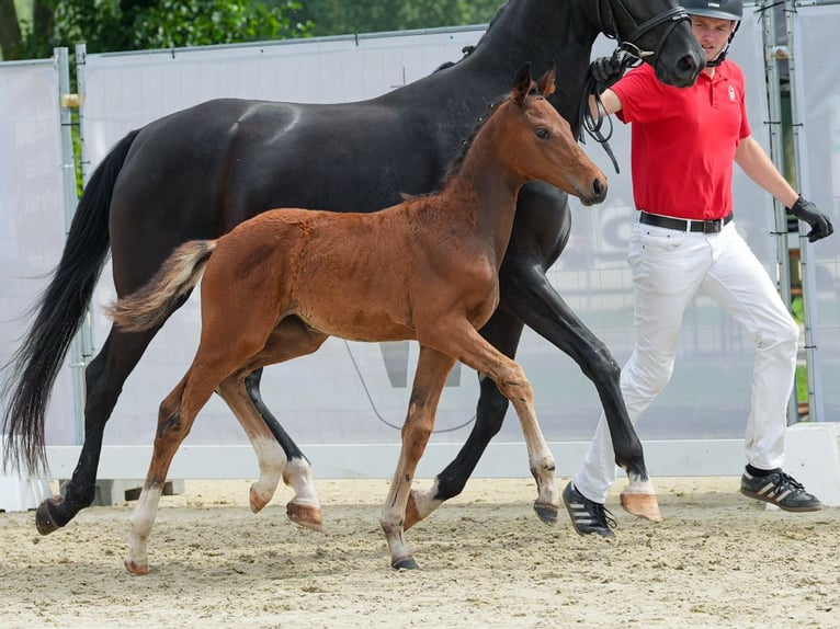 Westphalian Mare Foal (06/2024) Brown in Münster-Handorf