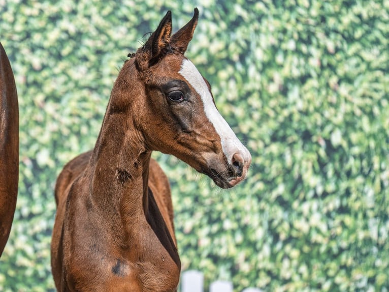 Westphalian Mare  Brown in M&#xFC;nster Handorf