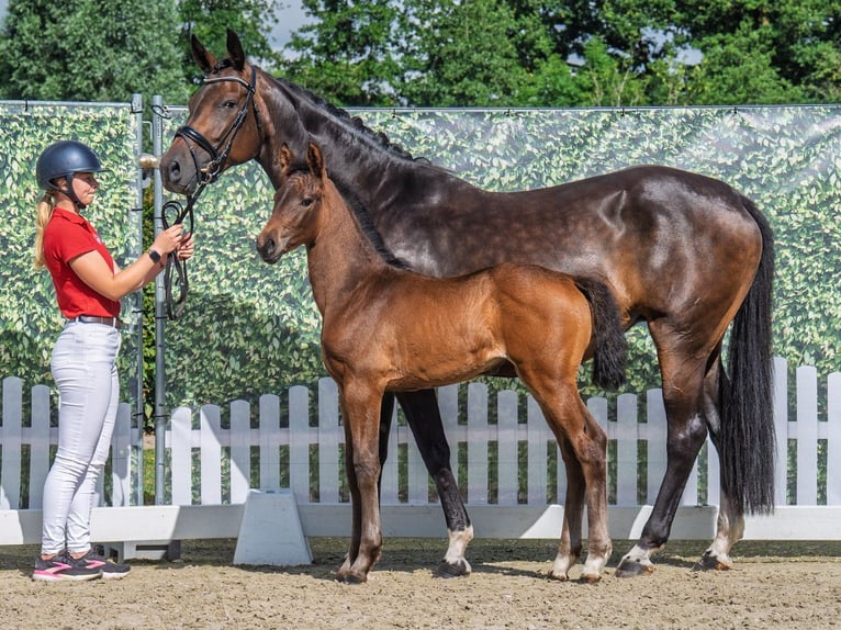 Westphalian Mare  Brown in M&#xFC;nster Handorf