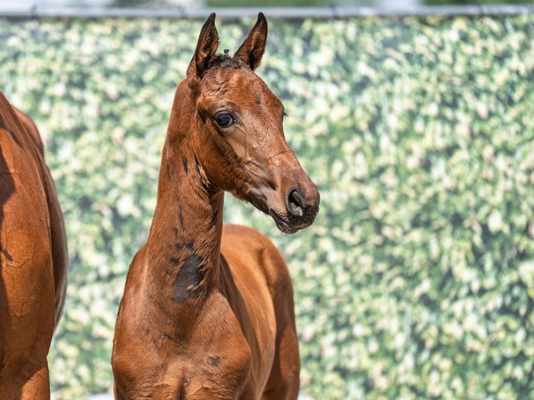 Westphalian Mare  Brown in M&#xFC;nster Handorf