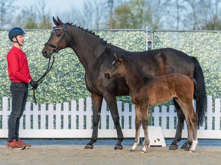 Westphalian Mare Foal (02/2026) Brown in Münster-Handorf