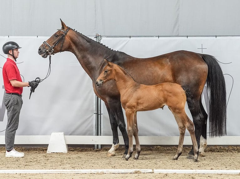 Westphalian Mare Foal (06/2024) Brown in Münster-Handorf