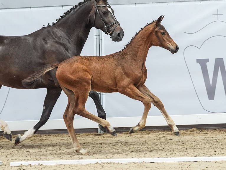 Westphalian Mare Foal (04/2024) Brown in Münster-Handorf