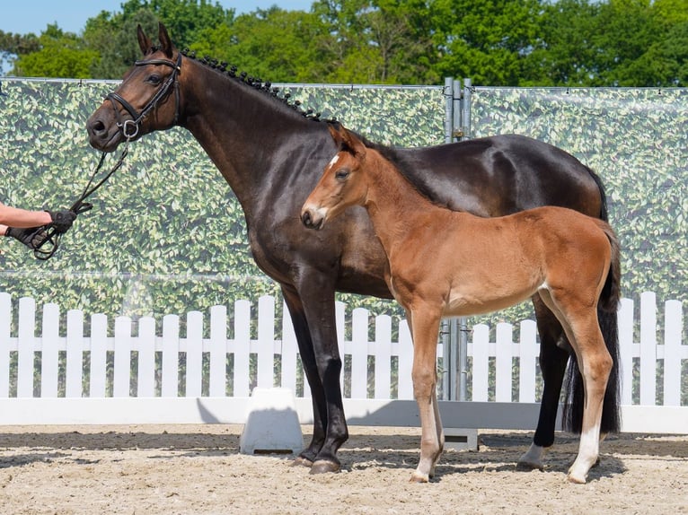 Westphalian Mare  Brown in Münster-Handorf