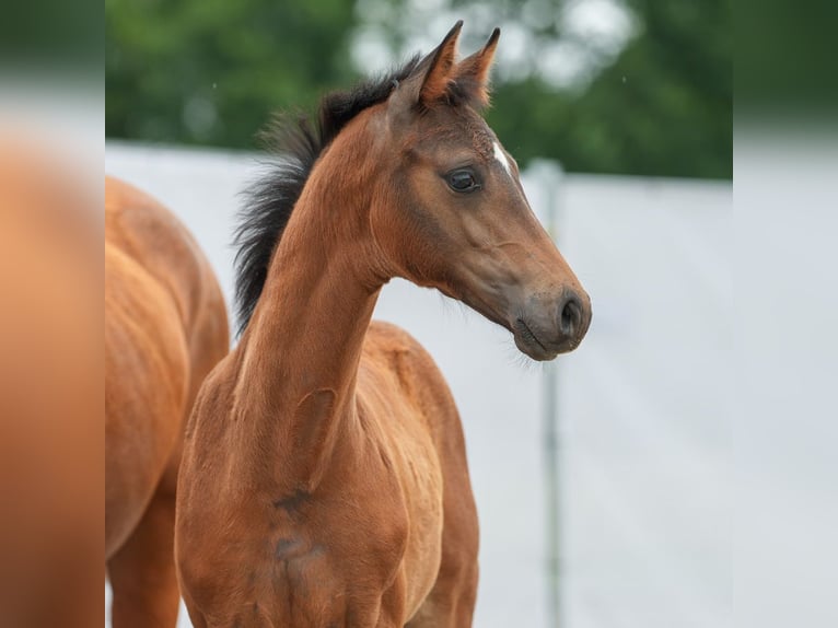 Westphalian Mare Foal (03/2024) Brown in Münster-Handorf