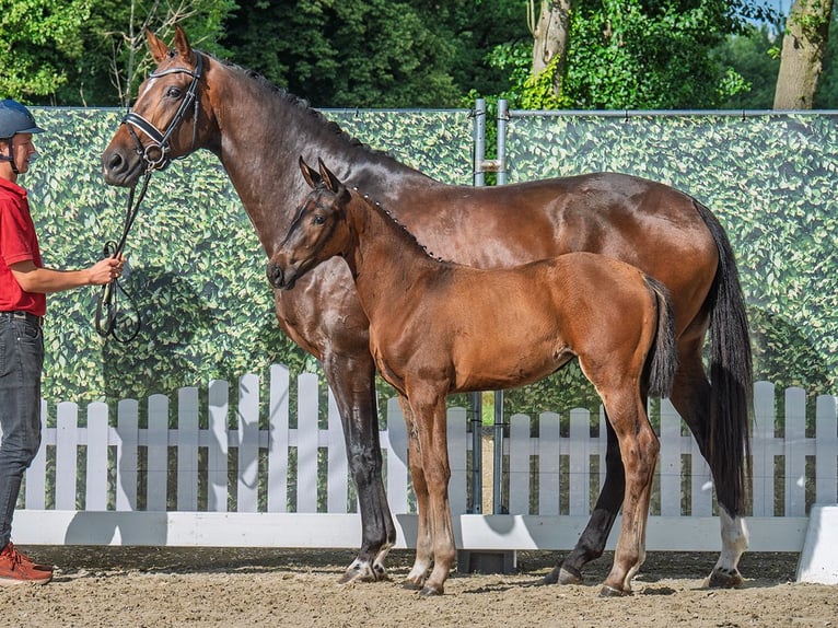Westphalian Mare  Brown in M&#xFC;nster Handorf