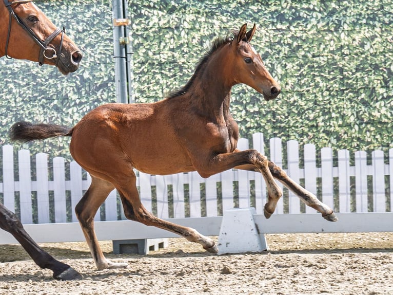 Westphalian Mare  Brown in M&#xFC;nster Handorf