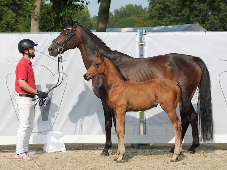 Westphalian Mare Foal (06/2024) Brown in Münster-Handorf