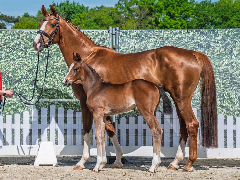 Westphalian Mare  Brown in M&#xFC;nster Handorf