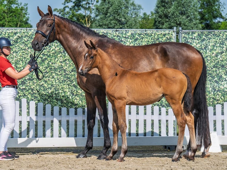Westphalian Mare  Brown in M&#xFC;nster Handorf
