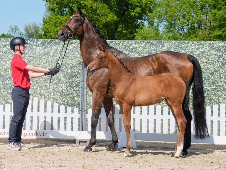 Westphalian Mare  Brown in Münster-Handorf
