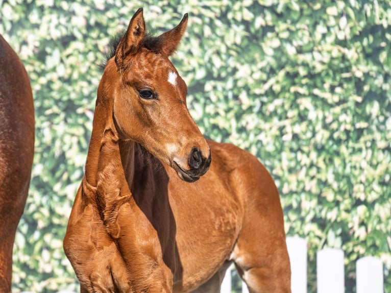 Westphalian Mare  Brown in M&#xFC;nster Handorf
